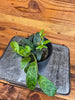 Aeschynanthus Lipstick Black Pagoda 4" Plant, Indoor / Outdoor Houseplants