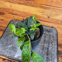 Aeschynanthus Lipstick Black Pagoda 4" Plant, Indoor / Outdoor Houseplants