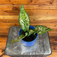Aglaonema Snow White, 4” Plant, Indoor / Outdoor Houseplants
