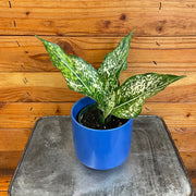 Aglaonema Snow White, 4” Plant, Indoor / Outdoor Houseplants