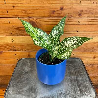 Aglaonema Snow White, 4” Plant, Indoor / Outdoor Houseplants