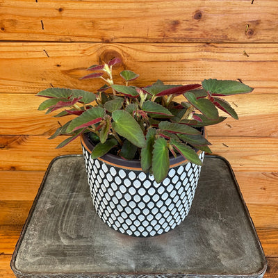 Begonia Angel Wing Brazilian Lady 6
