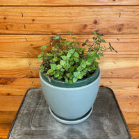 Callisia repens 6" Plant, Indoor / Outdoor Houseplants