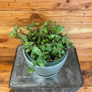 Callisia repens 6" Plant, Indoor / Outdoor Houseplants