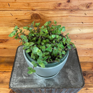 Callisia repens 6" Plant, Indoor / Outdoor Houseplants