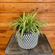 Chlorophytum Variegated Spider, 6" Plant, Indoor / Outdoor Houseplants