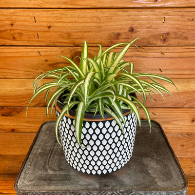 Chlorophytum Variegated Spider, 6