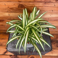 Chlorophytum Variegated Spider, 6" Plant, Indoor / Outdoor Houseplants