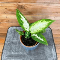 Dieffenbachia Compacta, 4" Plant, Indoor / Outdoor Houseplants