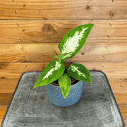 Dieffenbachia Compacta, 4" Plant, Indoor / Outdoor Houseplants