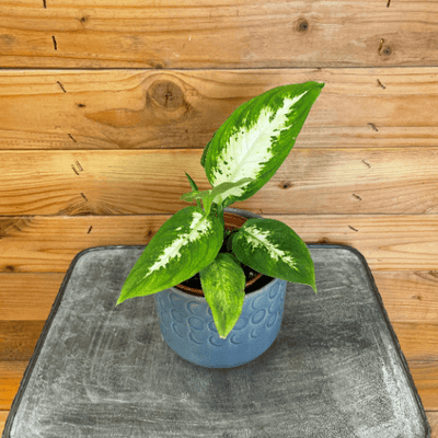 Dieffenbachia Compacta, 4