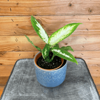 Dieffenbachia Compacta, 4" Plant, Indoor / Outdoor Houseplants