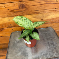 Dieffenbachia Tiki, 4" Plant, Indoor / Outdoor Houseplants