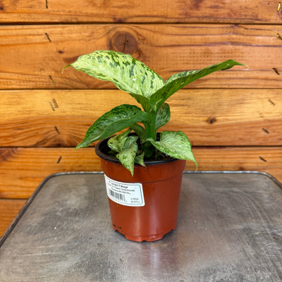 Dieffenbachia Tiki, 4