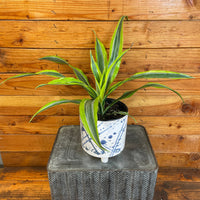 Dracaena Deremensis Lemon Lime, 6" Plant, Indoor / Outdoor Houseplants