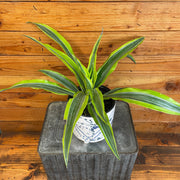 Dracaena Deremensis Lemon Lime, 6" Plant, Indoor / Outdoor Houseplants