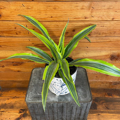 Dracaena Deremensis Lemon Lime, 6