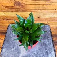 Dracaena Janet Craig Compacta, 4" Plant, Indoor / Outdoor Houseplants