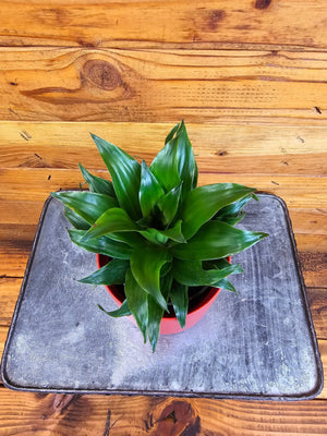 Dracaena Janet Craig Compacta, 4