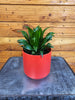 Dracaena Janet Craig Compacta, 4" Plant, Indoor / Outdoor Houseplants
