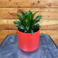 Dracaena Janet Craig Compacta, 4" Plant, Indoor / Outdoor Houseplants