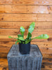 Epiphyllum Anguliger Beavertail Orchid Cactus, 4" Plant, Indoor / Outdoor Houseplants