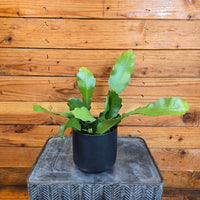 Epiphyllum Anguliger Beavertail Orchid Cactus, 4" Plant, Indoor / Outdoor Houseplants