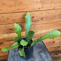 Epiphyllum Anguliger Beavertail Orchid Cactus, 4" Plant, Indoor / Outdoor Houseplants