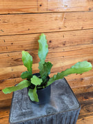 Epiphyllum Anguliger Beavertail Orchid Cactus, 4" Plant, Indoor / Outdoor Houseplants
