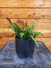 Epiphyllum Anguliger Fire Orchid Cactus, 4" Plant, Indoor / Outdoor Houseplants