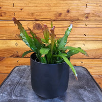 Epiphyllum Anguliger Fire Orchid Cactus, 4" Plant, Indoor / Outdoor Houseplants