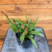Epiphyllum Anguliger Fire Orchid Cactus, 4" Plant, Indoor / Outdoor Houseplants