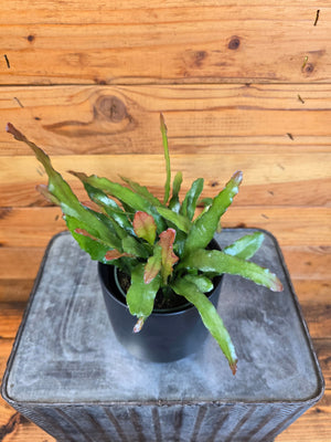 Epiphyllum Anguliger Fire Orchid Cactus, 4