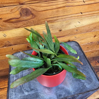 Pseudoripsalis Red Oval Orchid Cactus 4" Plant, Indoor / Outdoor Houseplants