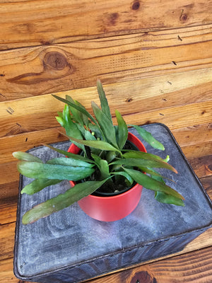 Pseudoripsalis Red Oval Orchid Cactus 4