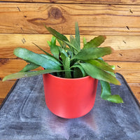 Pseudoripsalis Red Oval Orchid Cactus 4" Plant, Indoor / Outdoor Houseplants