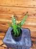 Epiphyllum Anguliger Ric Rac Cactus, 4" Plant, Indoor / Outdoor Houseplants