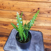 Epiphyllum Anguliger Ric Rac Cactus, 4" Plant, Indoor / Outdoor Houseplants