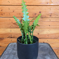 Epiphyllum Anguliger Ric Rac Cactus, 4" Plant, Indoor / Outdoor Houseplants