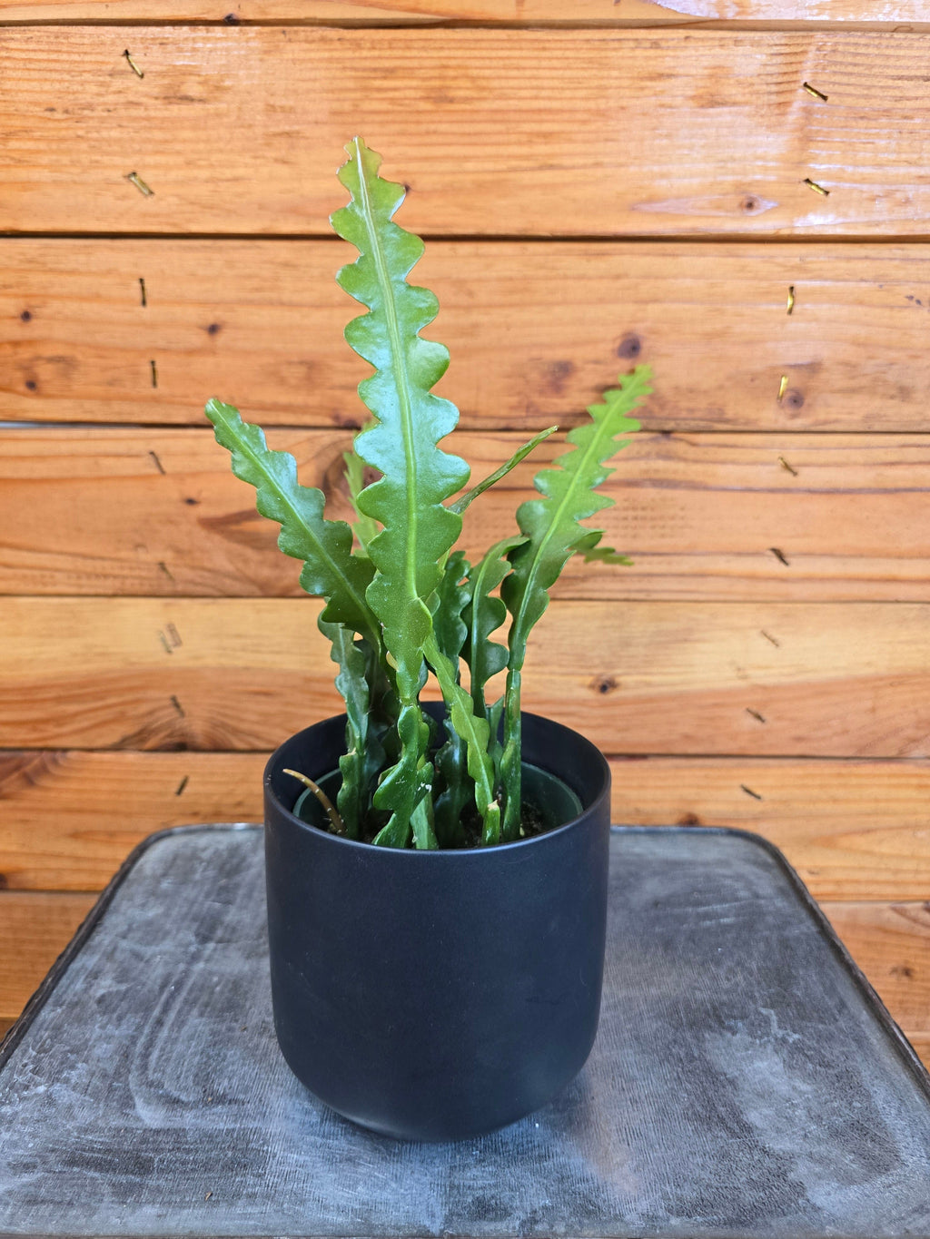 Epiphyllum Anguliger Ric Rac Cactus, 4" Plant, Indoor / Outdoor Houseplants