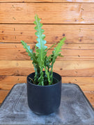 Epiphyllum Anguliger Ric Rac Cactus, 4" Plant, Indoor / Outdoor Houseplants