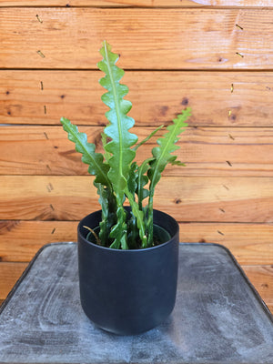 Epiphyllum Anguliger Ric Rac Cactus, 4