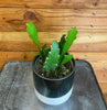 Epiphyllum Golden Orchid Cactus 4" Plant, Indoor / Outdoor Houseplants
