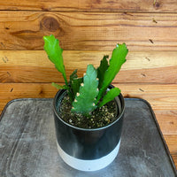 Epiphyllum Golden Orchid Cactus 4" Plant, Indoor / Outdoor Houseplants