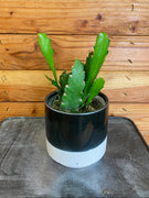 Epiphyllum Golden Orchid Cactus 4" Plant, Indoor / Outdoor Houseplants