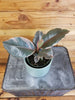Ficus Ruby Rubber Tree 4" Plant