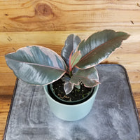 Ficus Ruby Rubber Tree 4" Plant
