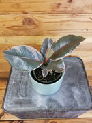 Ficus Ruby Rubber Tree 4" Plant