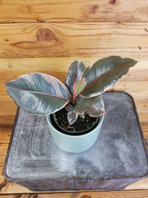 Ficus Ruby Rubber Tree 4