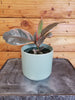 Ficus Ruby Rubber Tree 4" Plant